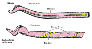 pene-del-maiale.png